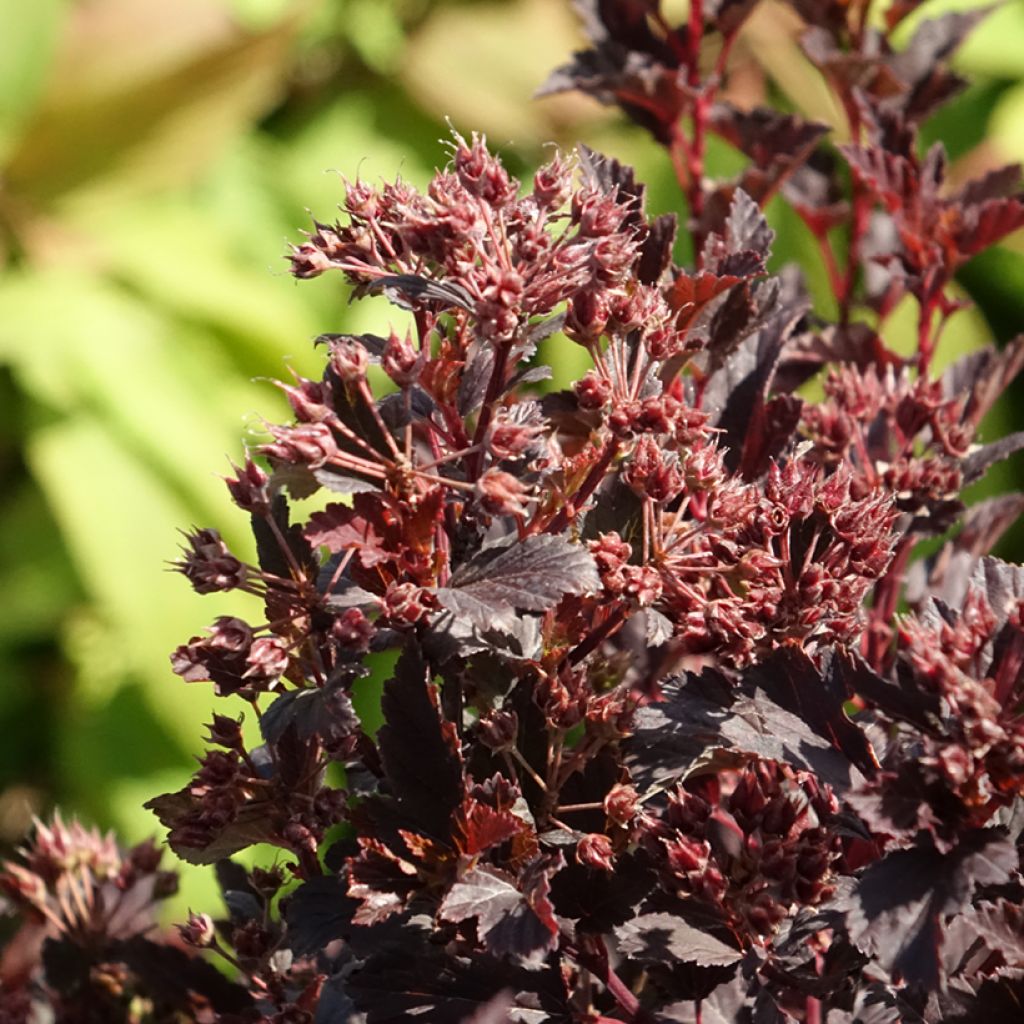 Blasenspiere Tiny Wine - Physocarpus