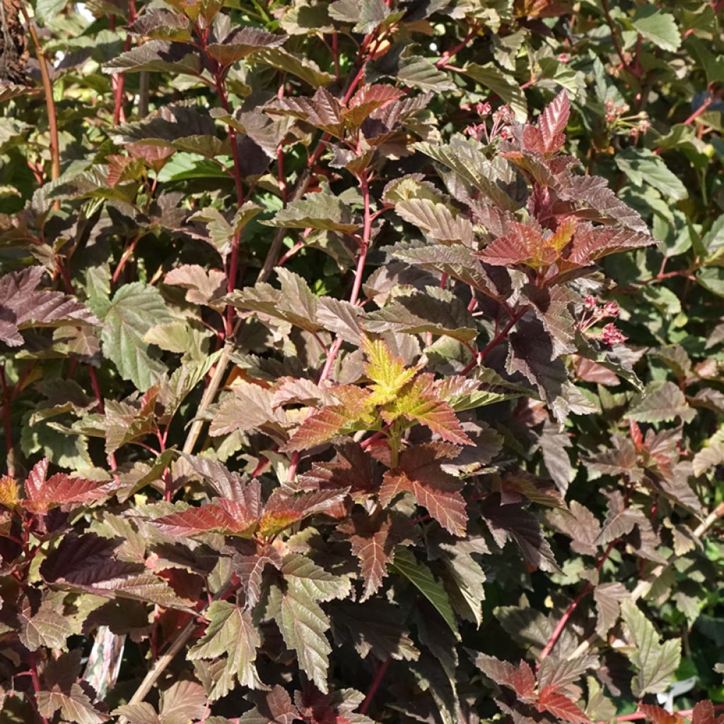 Blasenspiere Zdechovice - Physocarpus