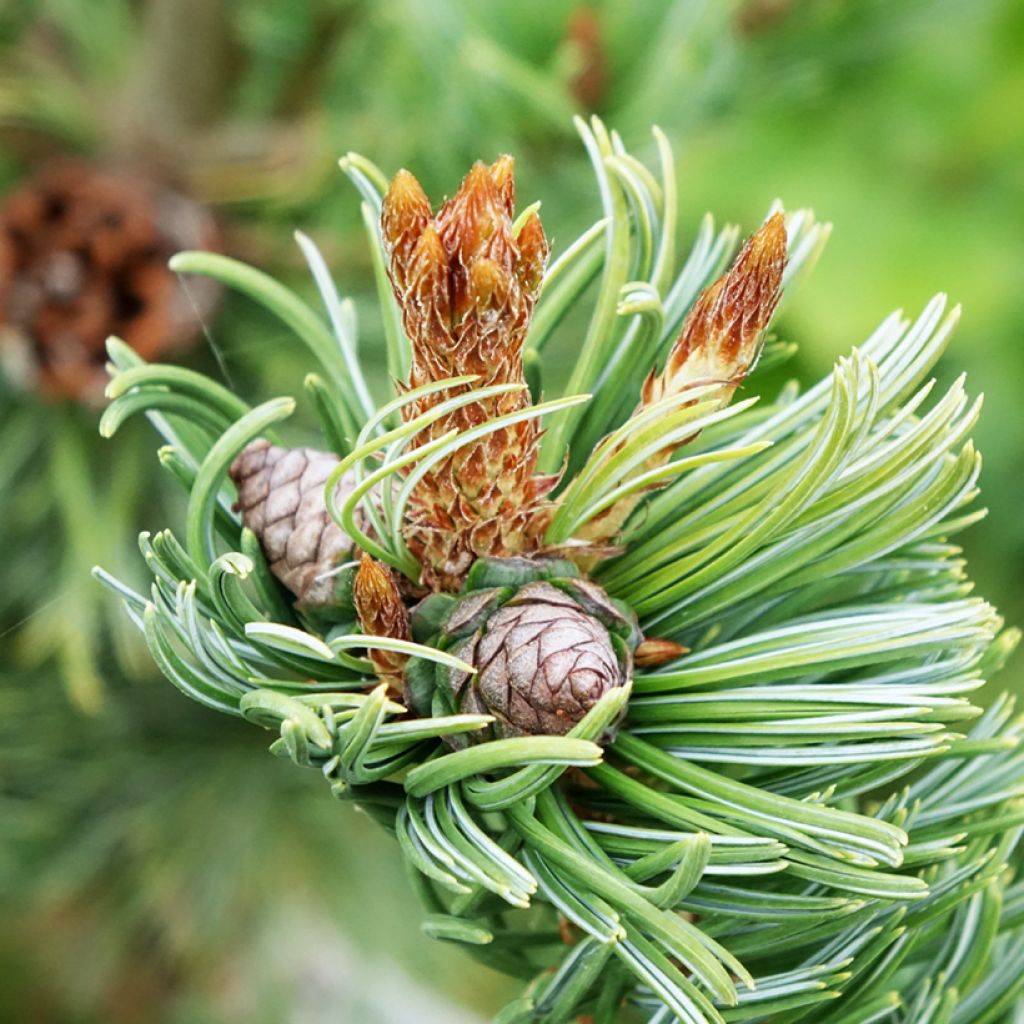 Pinus parviflora Iribune - Mädchen-Kiefer