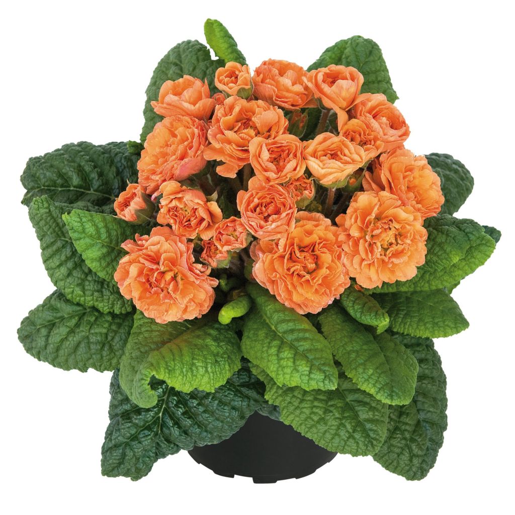 Primula Belarina Sweet Apricot - Kissenprimel