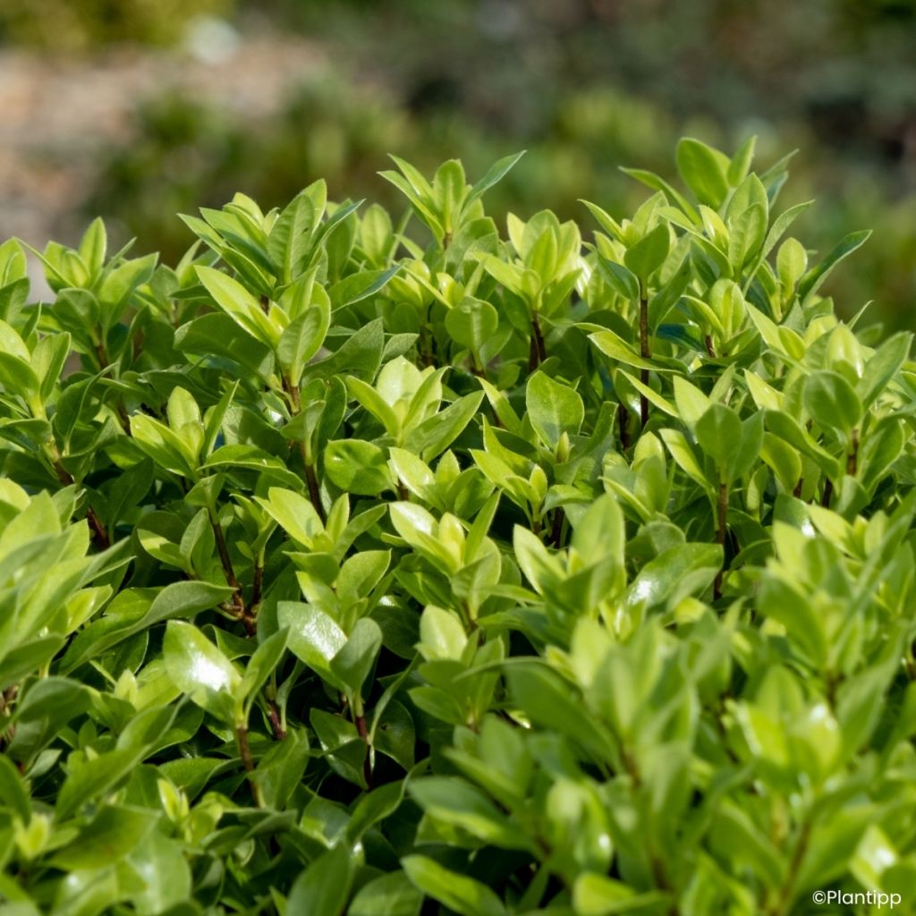 Pittosporum tenuifolium Beach Ball