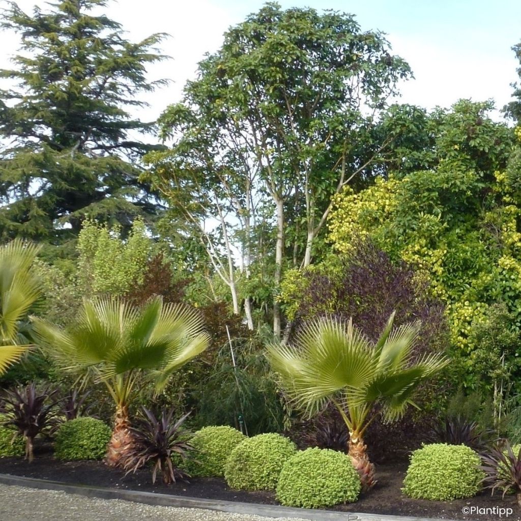 Pittosporum tenuifolium Beach Ball