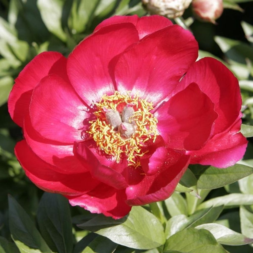 Paeonia Blaze - Pfingstrose