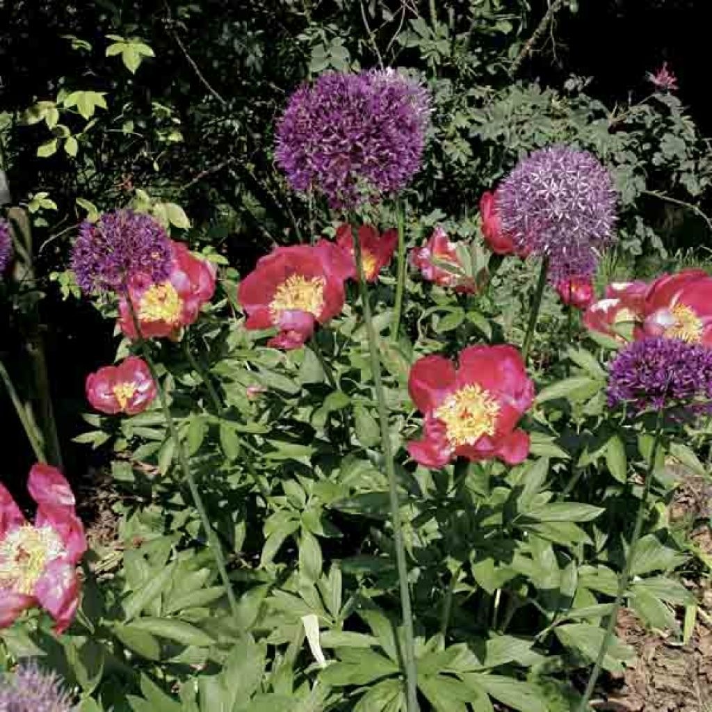 Paeonia Blaze - Pfingstrose