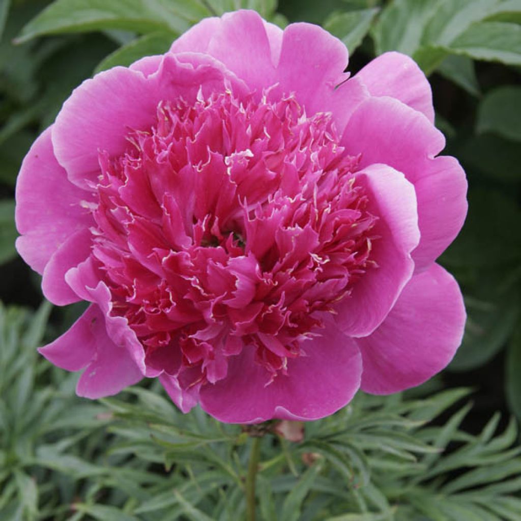 Paeonia lactiflora Break O Day - Edel-Pfingstrosen