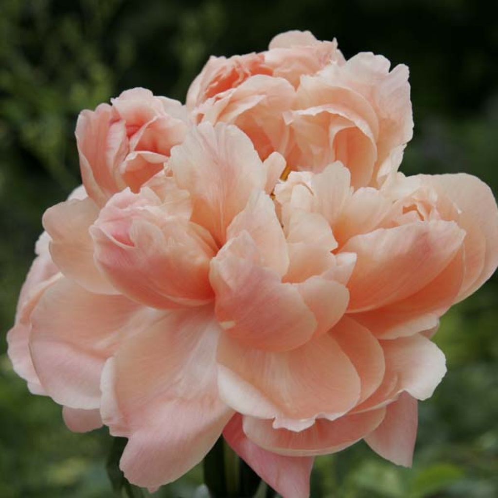 Paeonia lactiflora Coral Sunset - Edel-Pfingstrosen