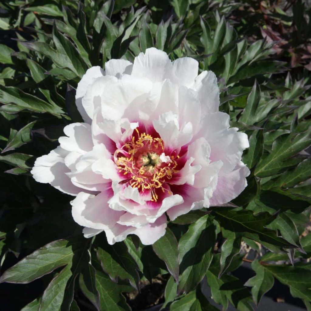 Paeonia Itoh Cora Louise