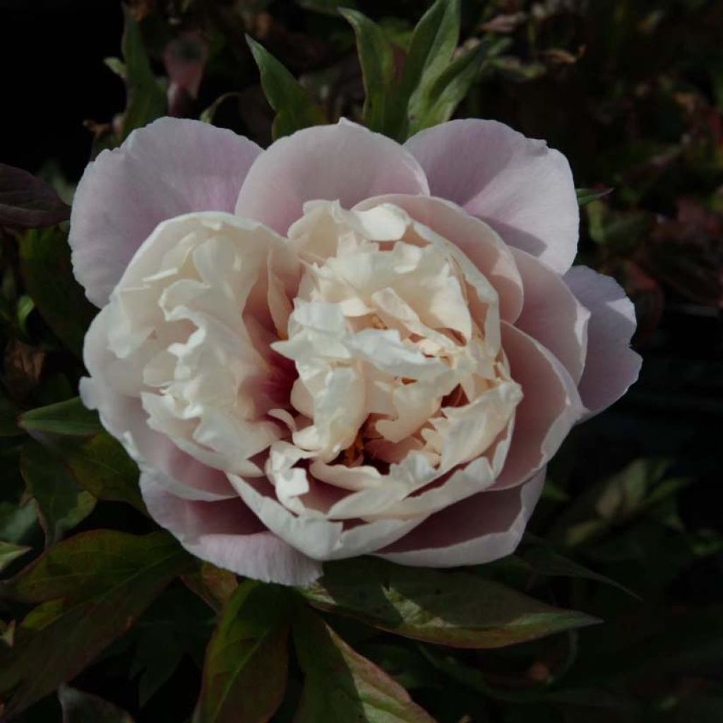 Paeonia Itoh Cora Louise