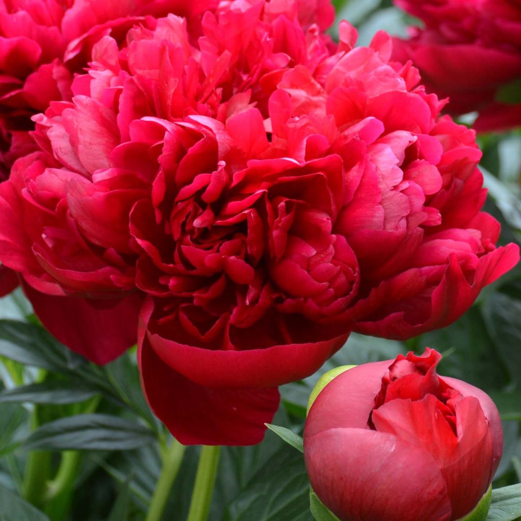 Paeonia lactiflora Bockstoce - Edel-Pfingstrosen
