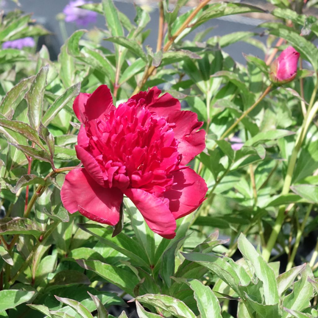 Paeonia lactiflora Inspecteur Lavergne - Edel-Pfingstrosen