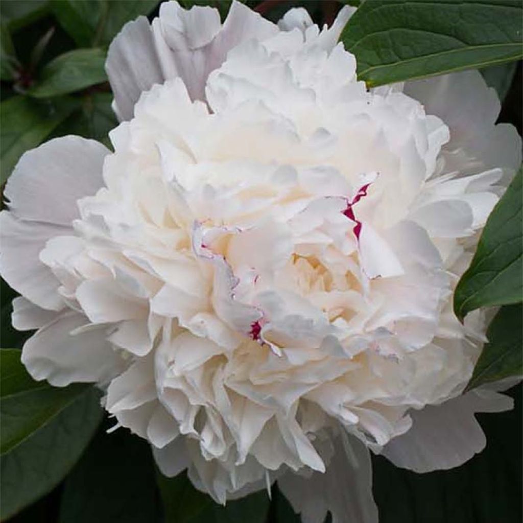 Paeonia officinalis Alba Plena - Pfingstrose