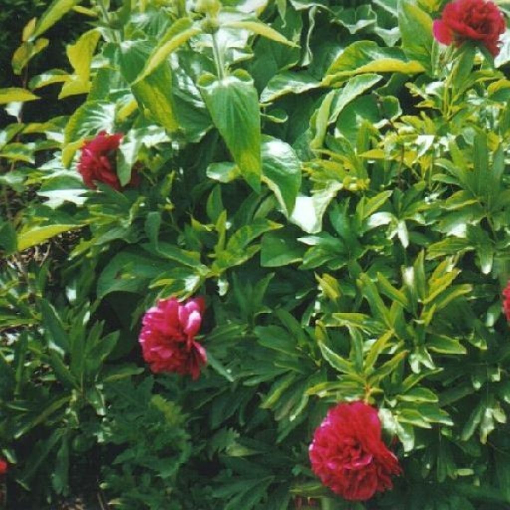 Paeonia officinalis Rubra Plena - Pfingstrose