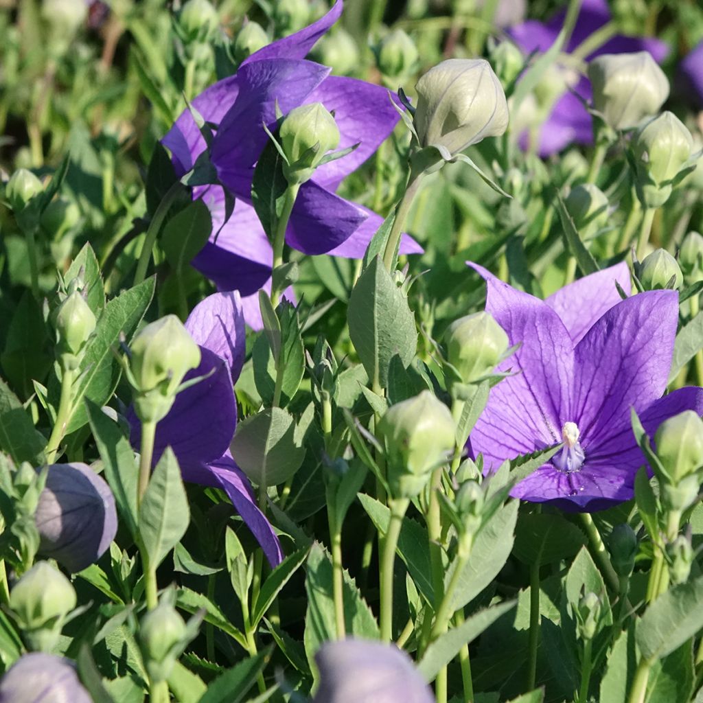 Ballonblume Astra Blue - Platycodon grandiflorus
