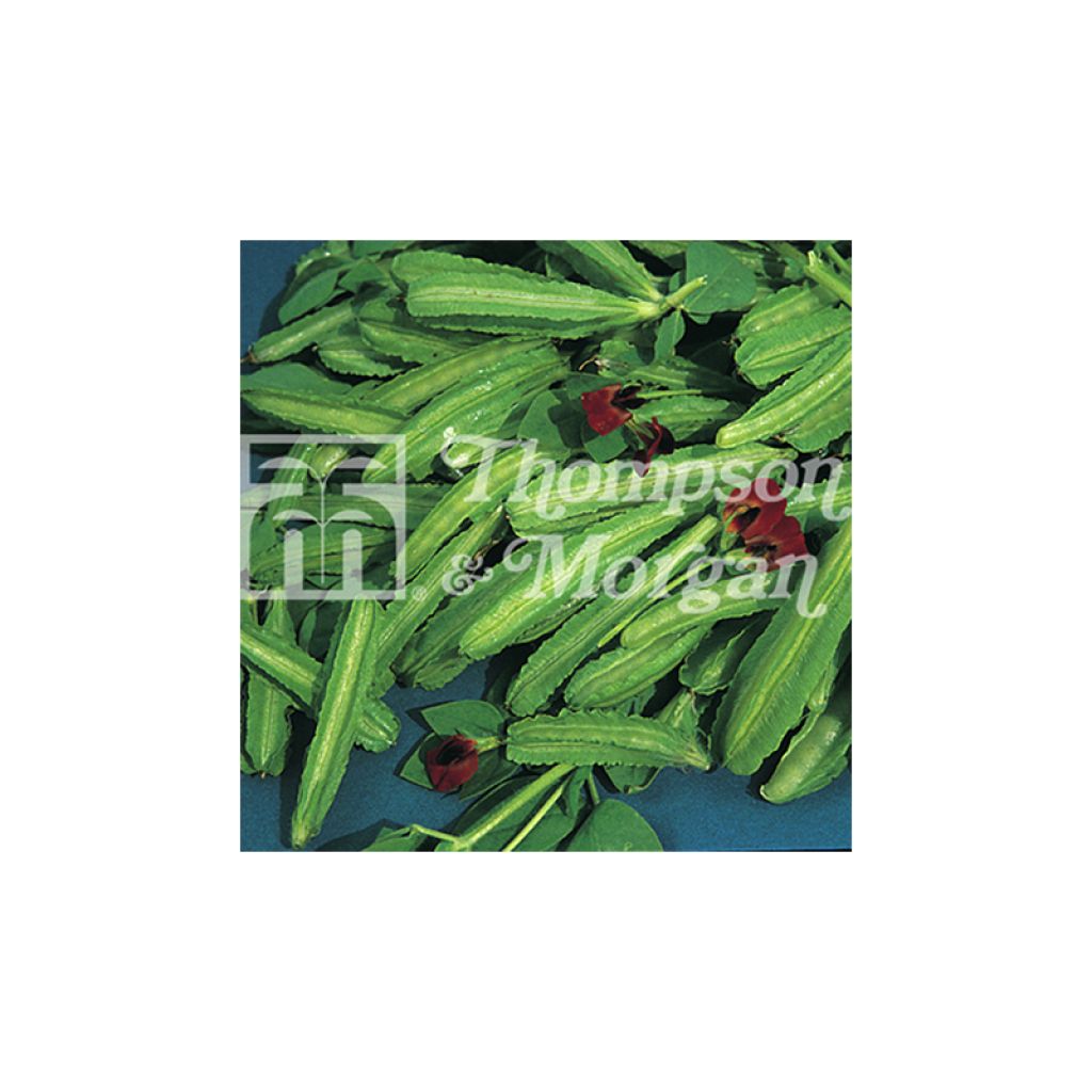 Rote Spargelbohne purpureus - Lotus tetragonolobus