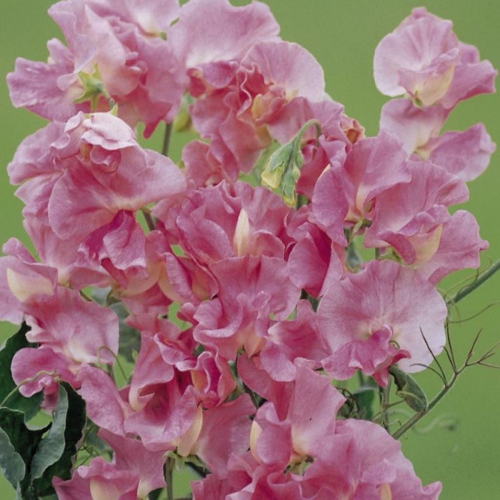 Duftwicke Mrs. R. Bolton (Samen) - Lathyrus odoratus