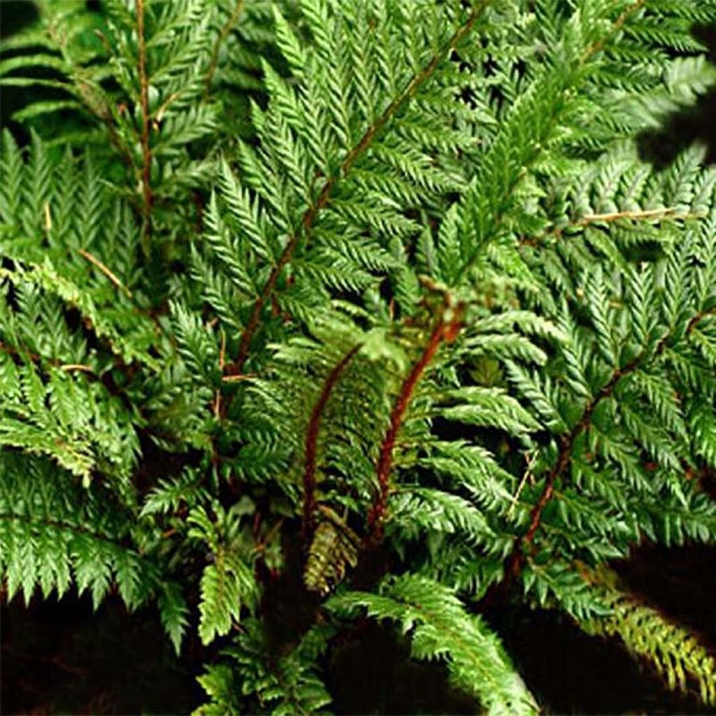 Japanischer Glanzschildfarn Shiny Holy Fern - Polystichum polyblepharum