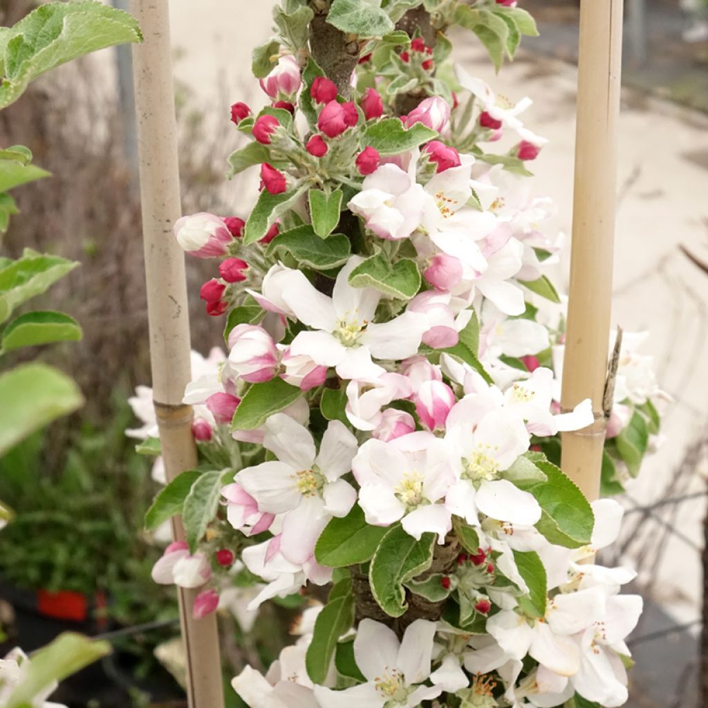 Säulenapfel Rhapsodiecov - Malus domestica