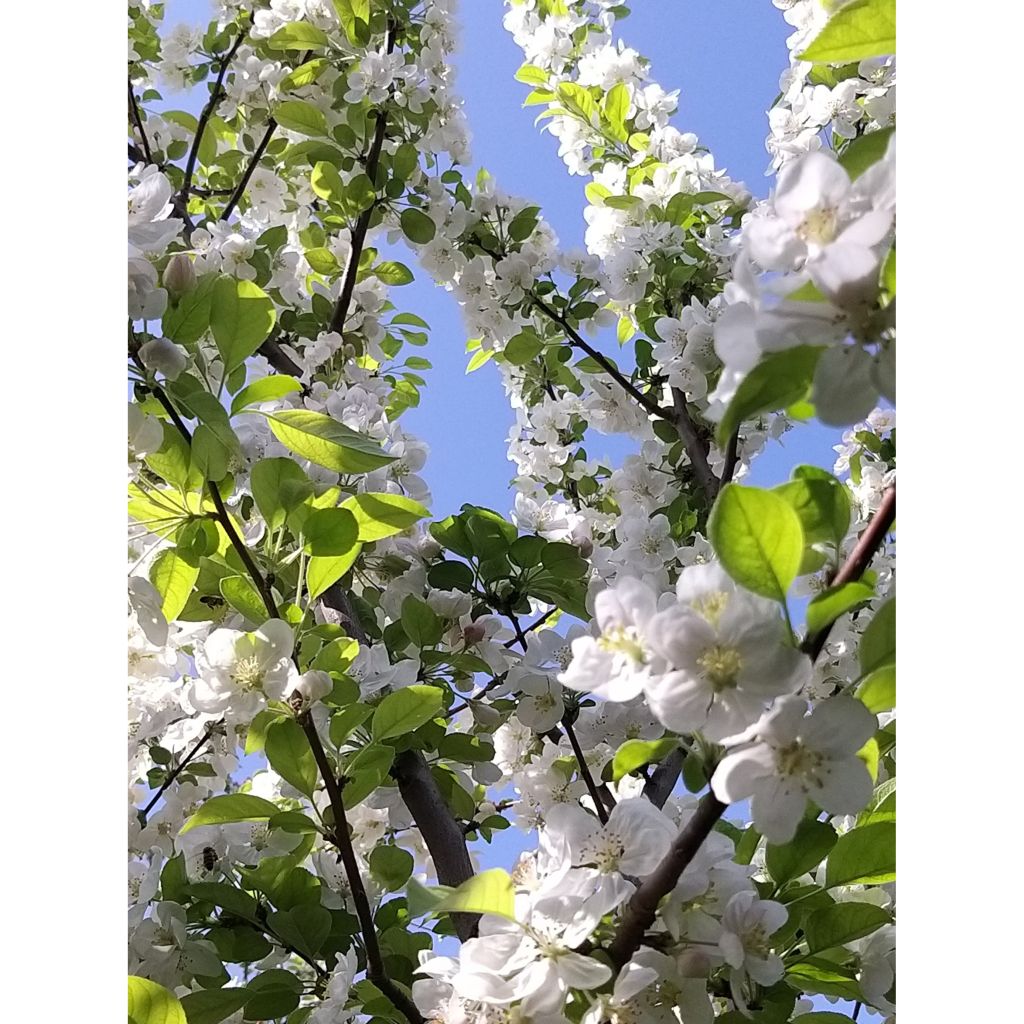 Zierapfel Evereste 'Perpetu' - Malus