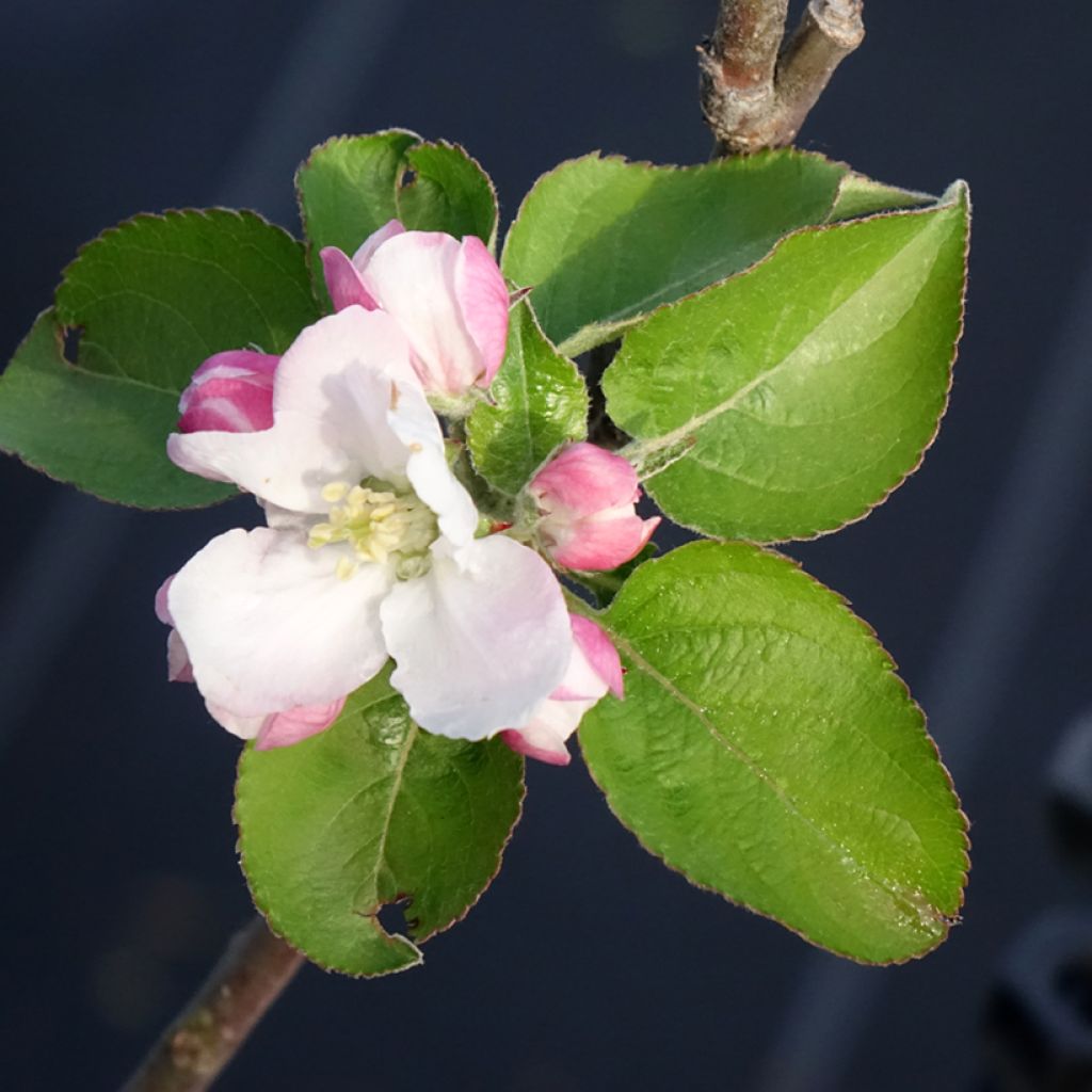 Apfelbaum Reinette Blanche du Canada - Malus domestica