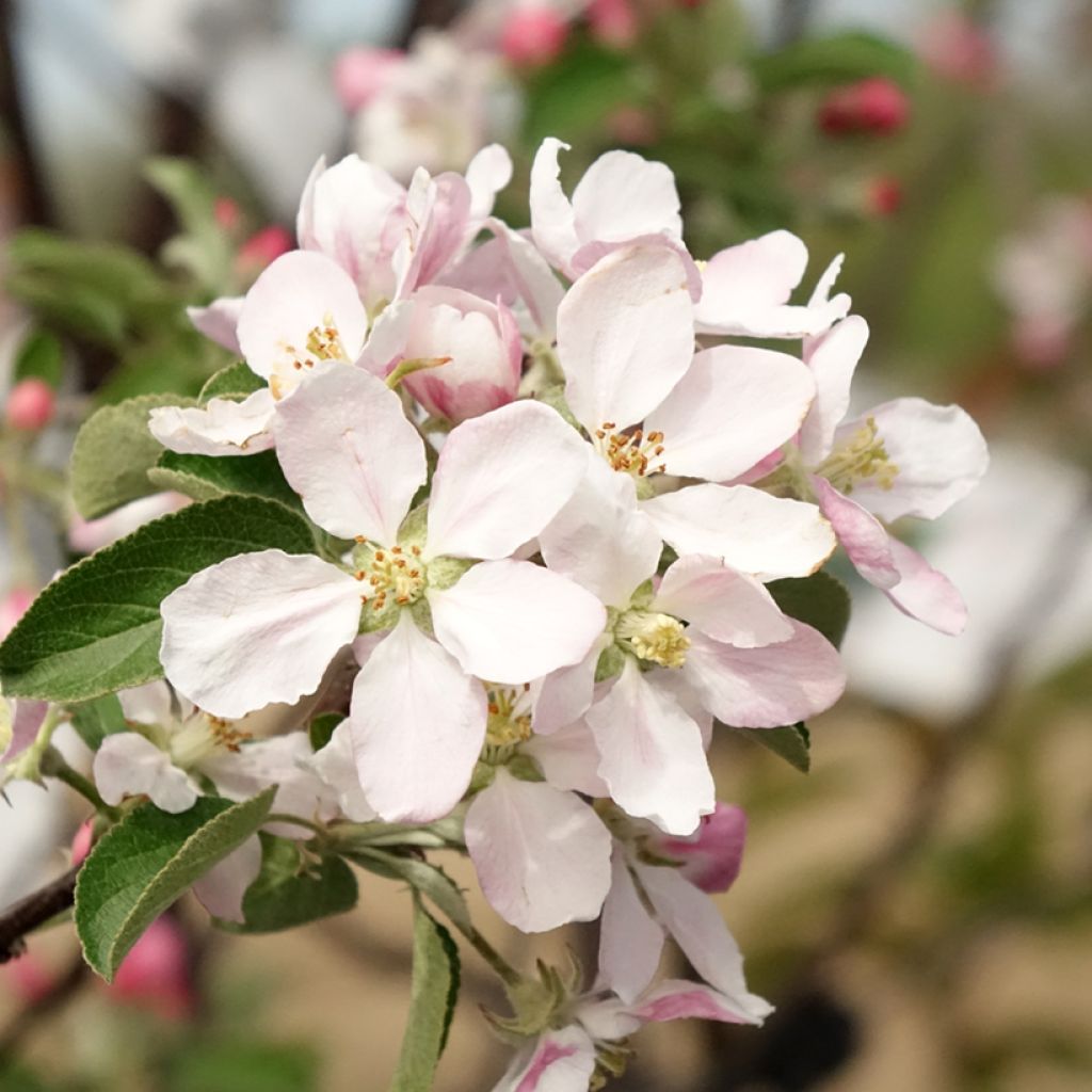 Apfelbaum Reinette de Caux - Malus domestica