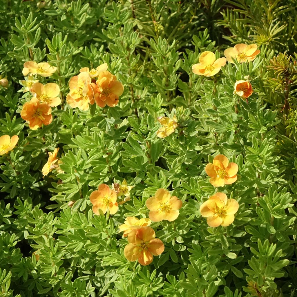 Fingerstrauch Marmalade - Potentilla fruticosa