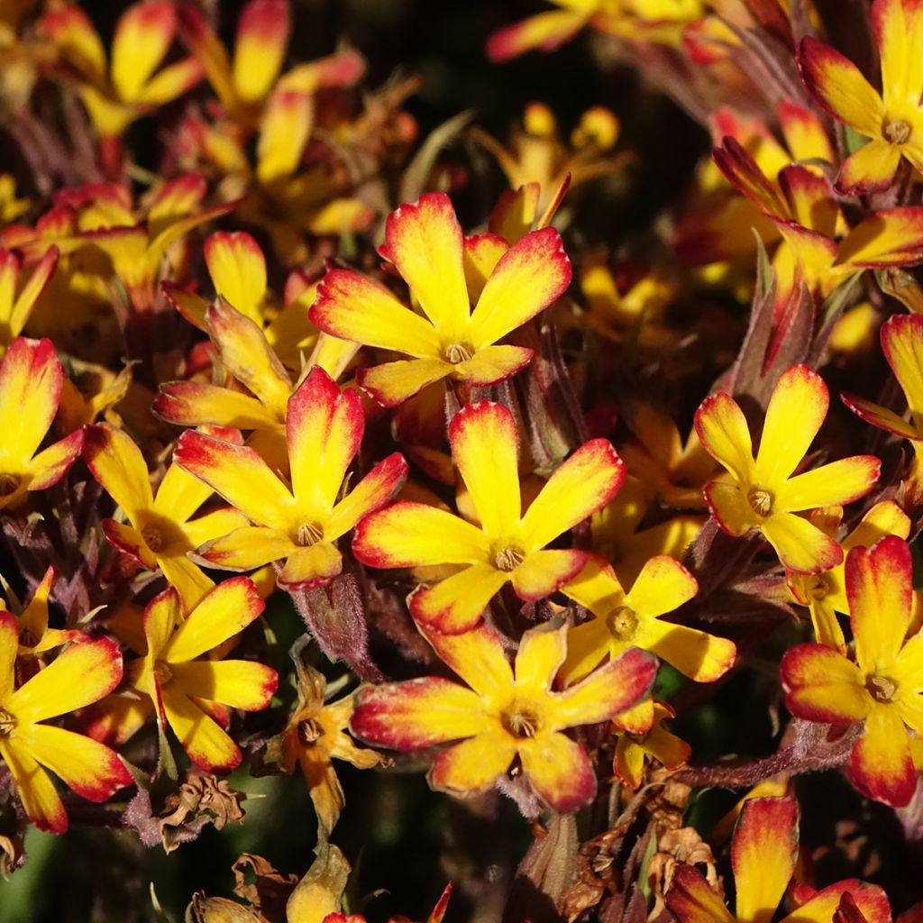 Primula polyantha Oak Leaf Yellow Picotee - Primel