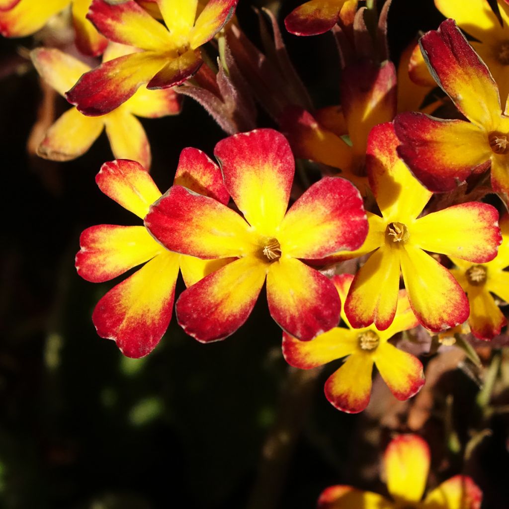Primula polyantha Oak Leaf Yellow Picotee - Primel