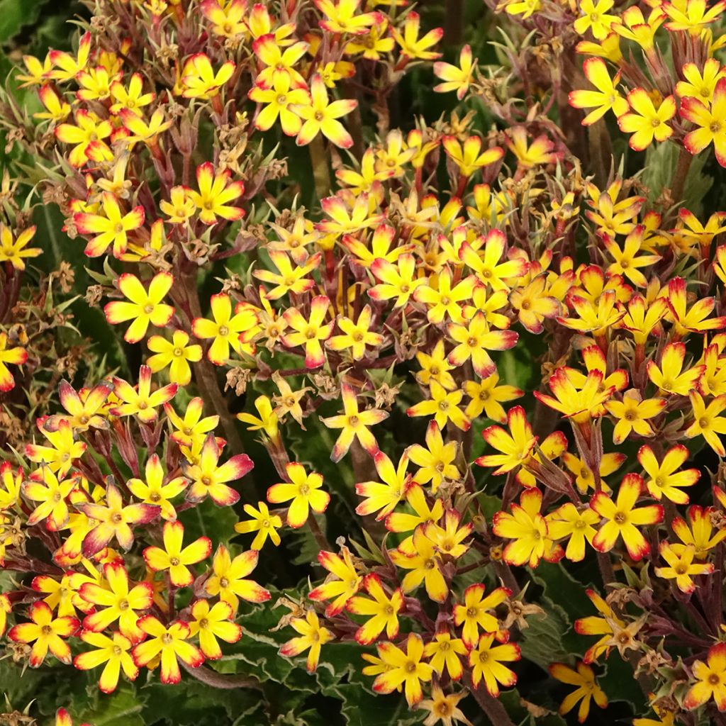 Primula polyantha Oak Leaf Yellow Picotee - Primel