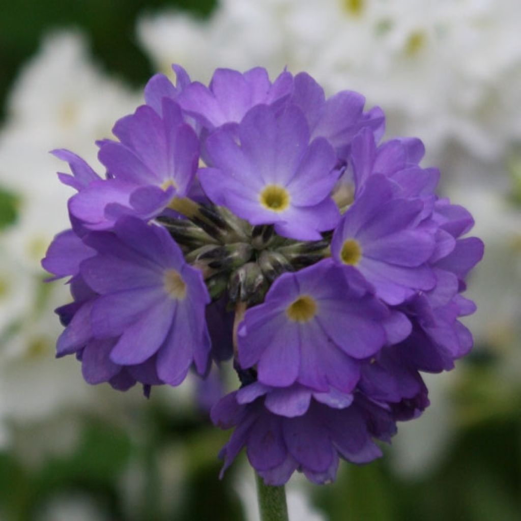 Primula denticulata Cashmeriana - Kugelprimel