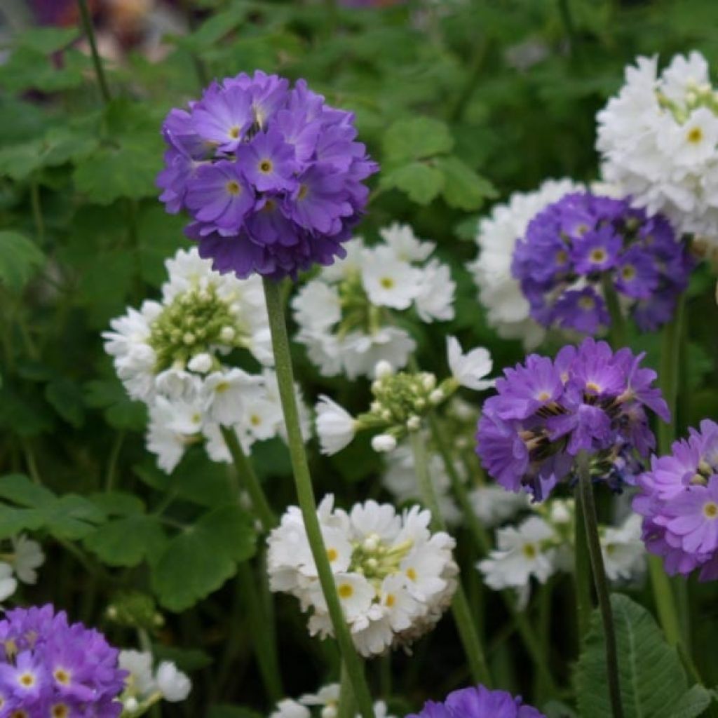 Primula denticulata Cashmeriana - Kugelprimel