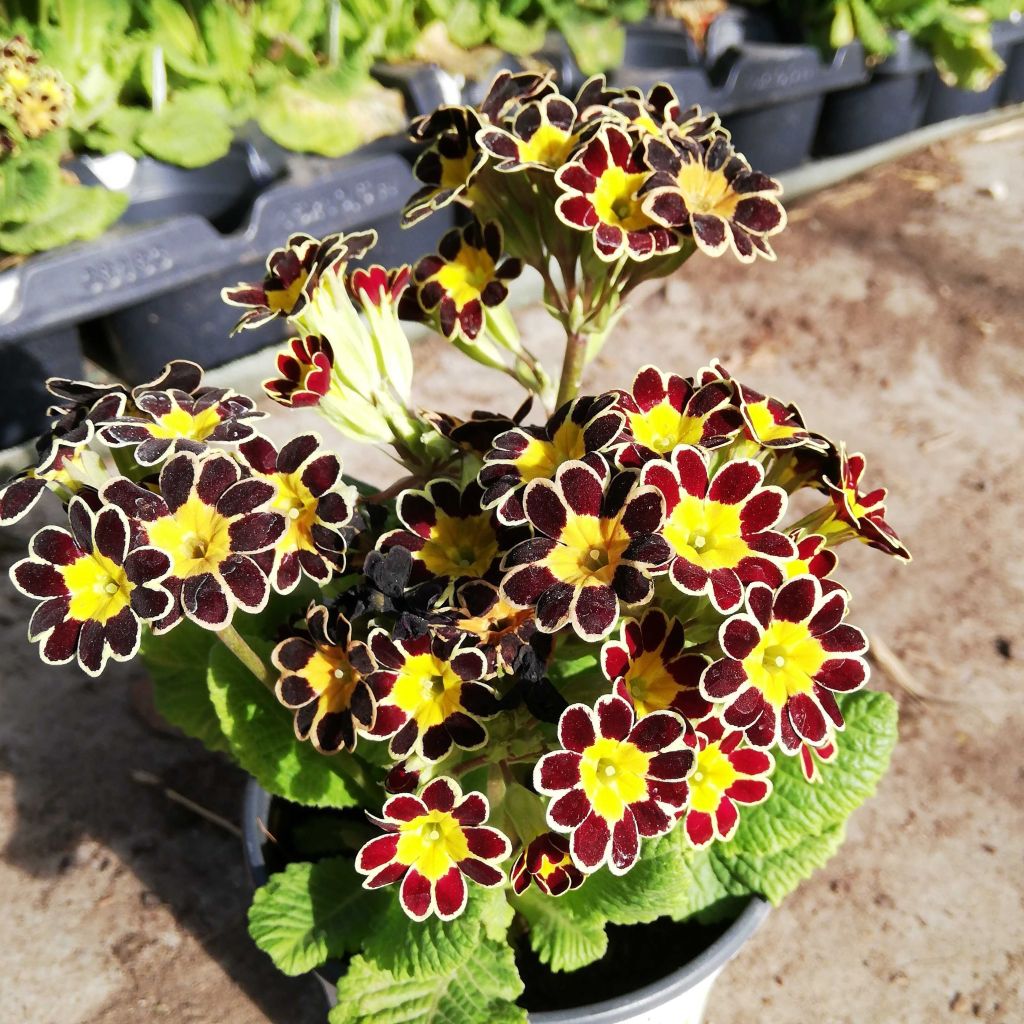 Hohe Schlüsselblume Mister Gold Laced - Primula