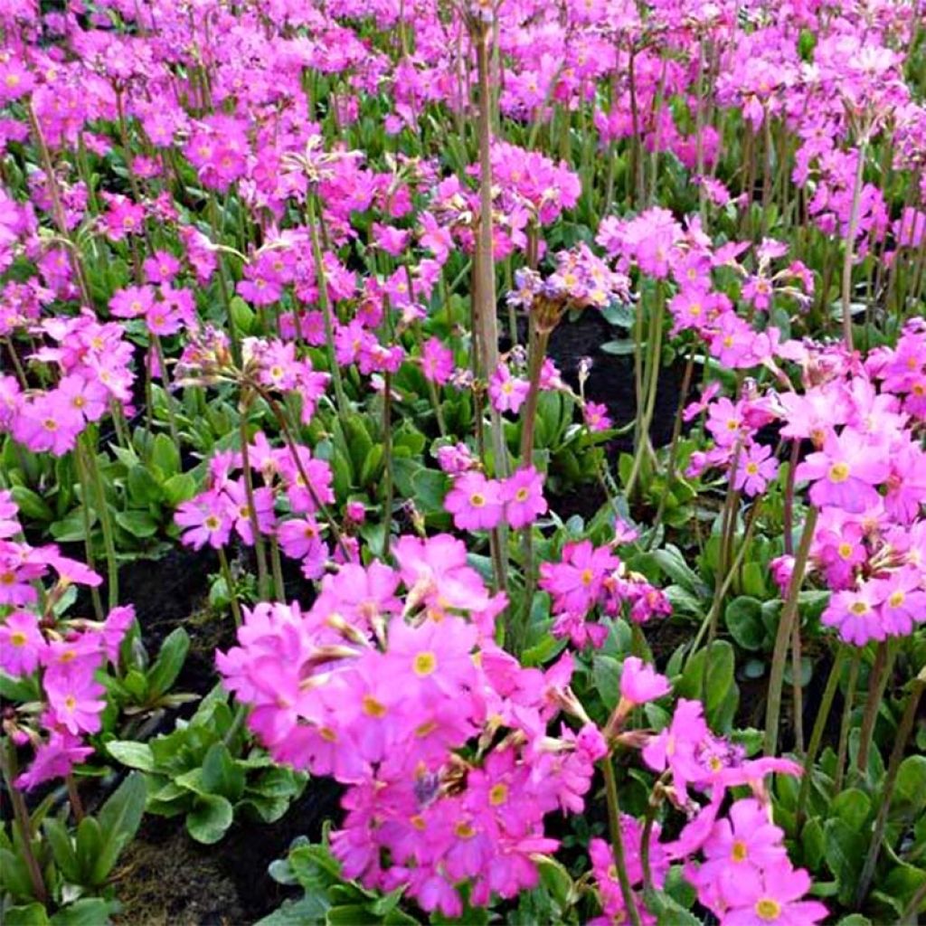 Primula rosea Grandiflora - Rosenprimel