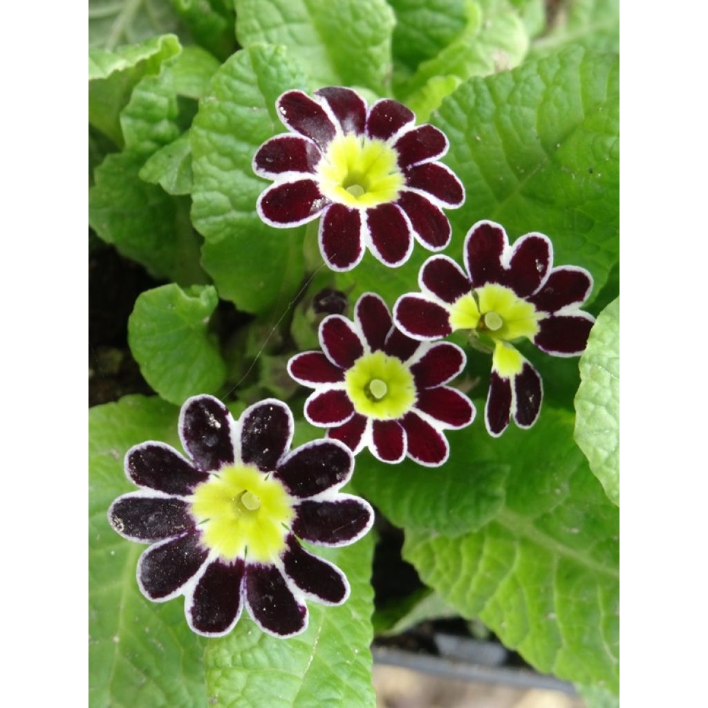 Hohe Schlüsselblume Victoriana Silver Lace Black - Primula