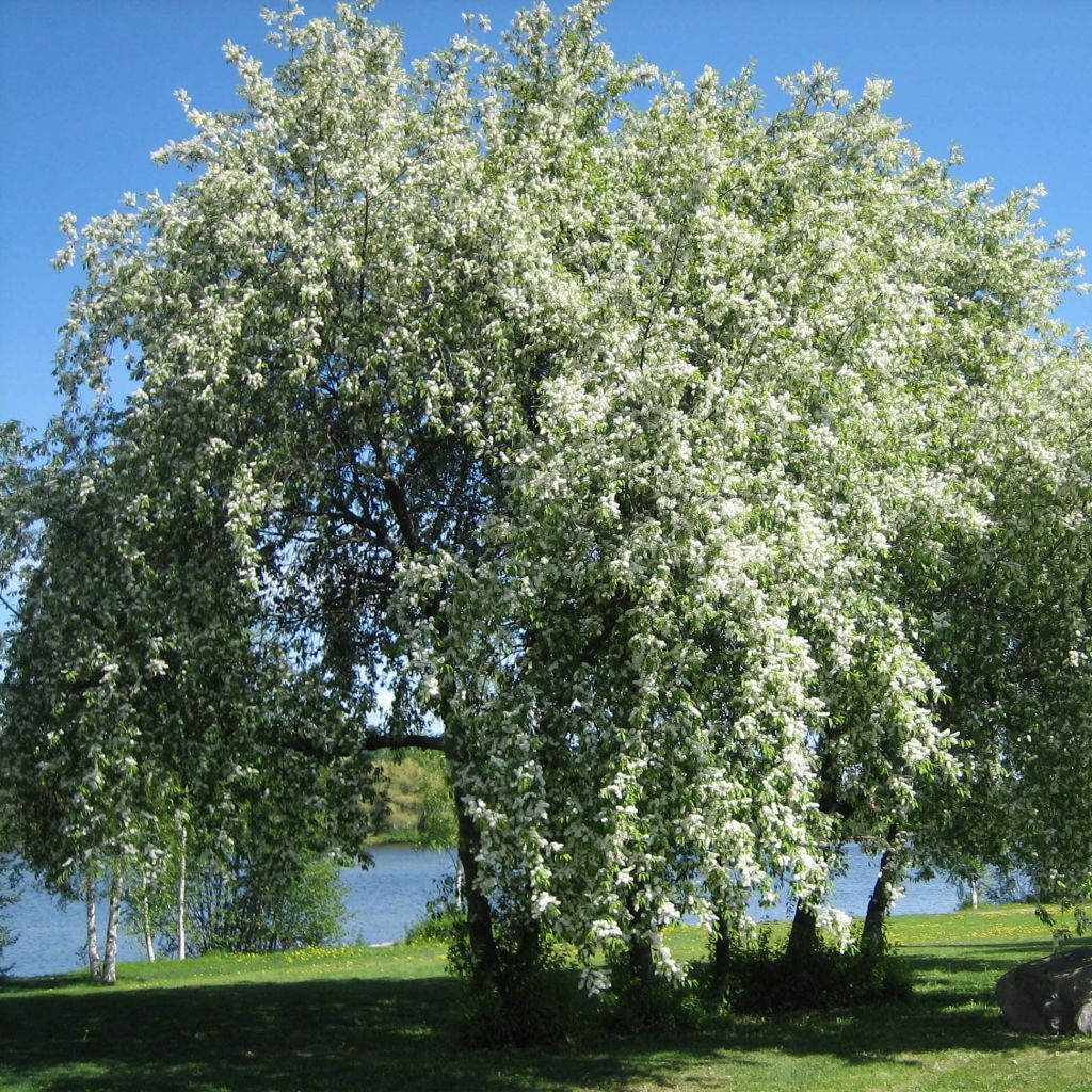 Gewöhnliche Trauben-Kirsche - Prunus padus