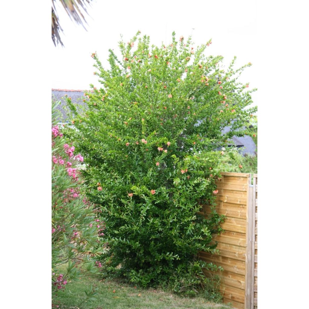 Punica granatum California Sunset - Granatapfelbaum