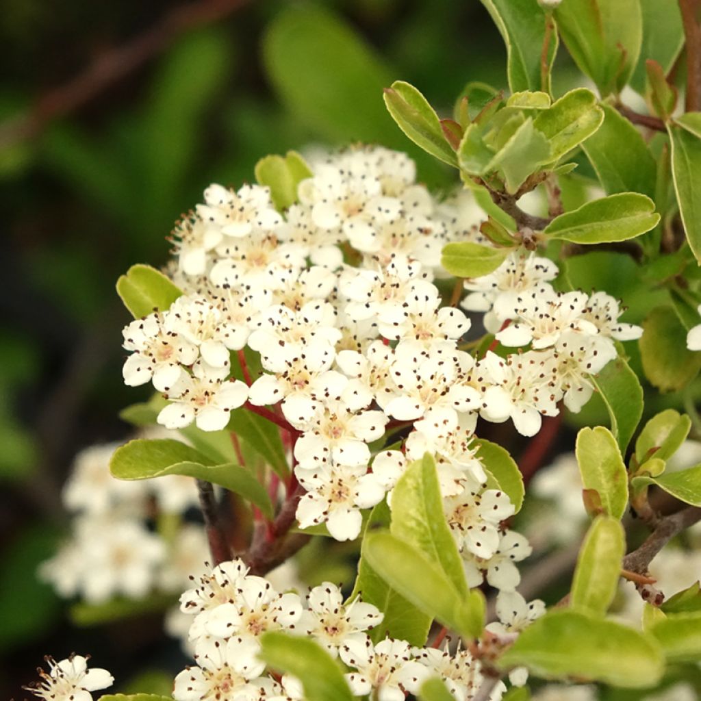 Feuerdorn Sunny Star - Pyracantha coccinea