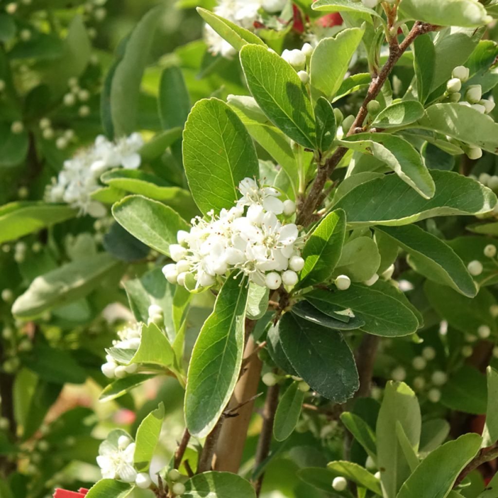 Feuerdorn SAPHYR Rouge - Pyracantha coccinea