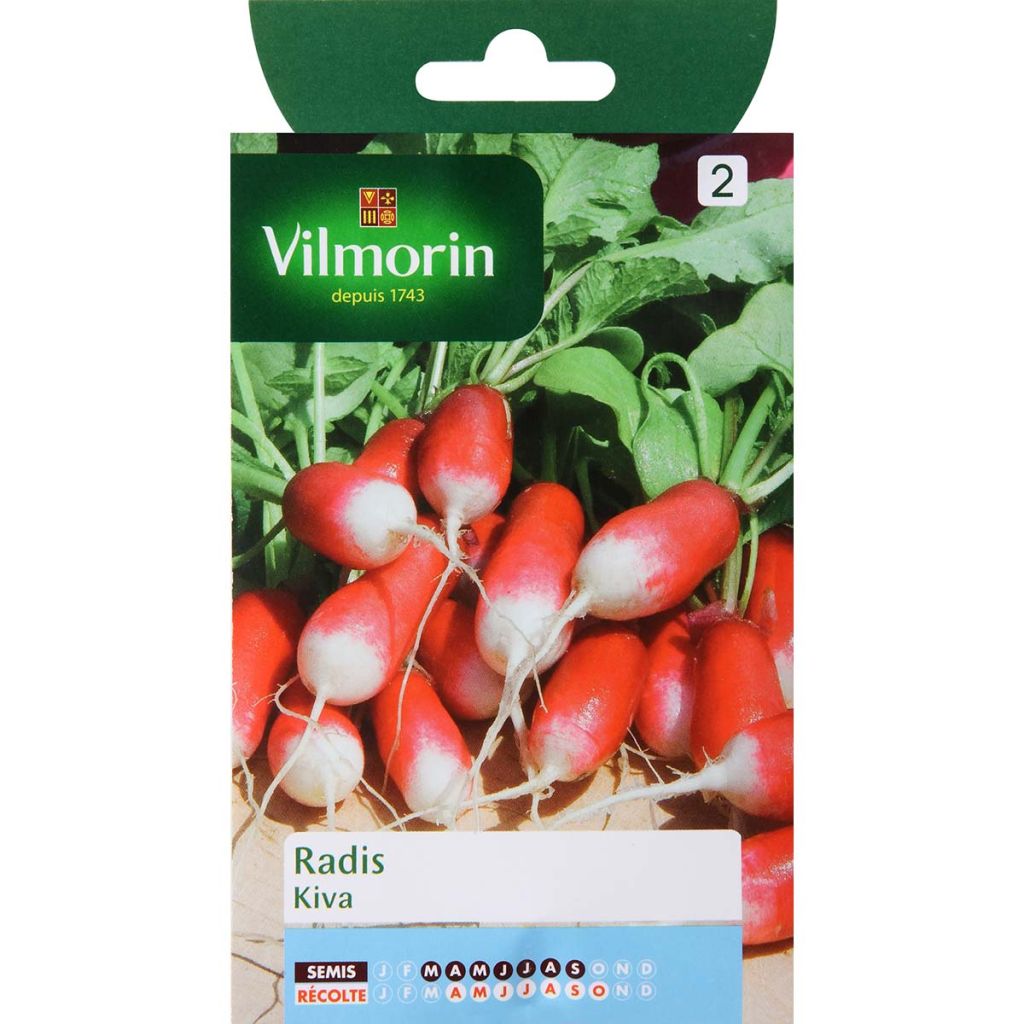 Rettich Kiva - Vilmorin