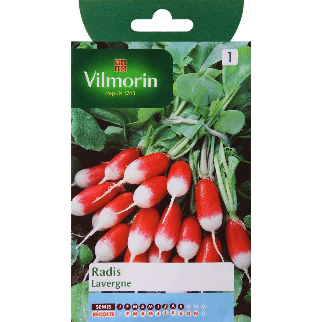 Rettich Lavergne - Vilmorin