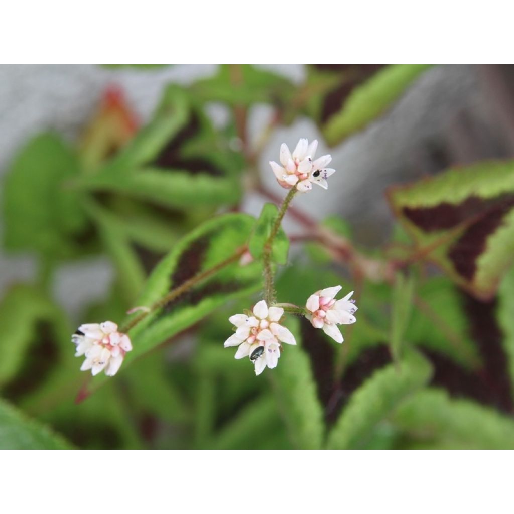 Knöterich Purple Fantasy - Persicaria runcinata