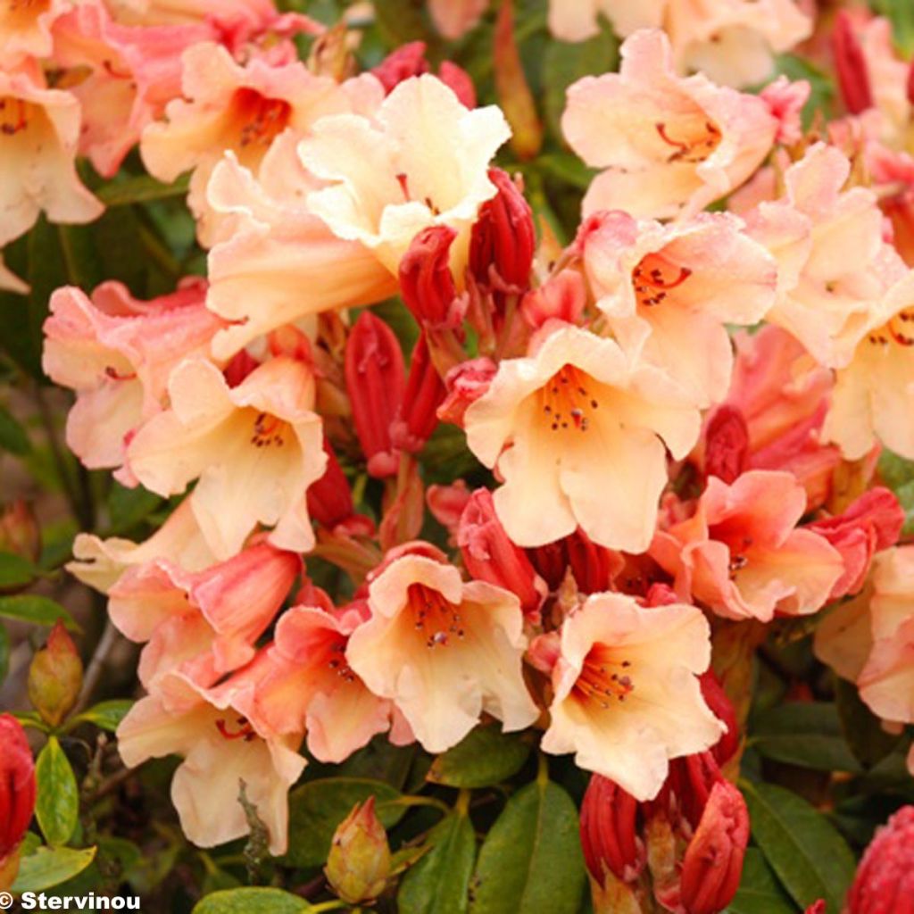 Rhododendron Jingle Bells