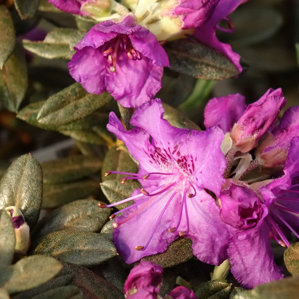 Rhododendron Lilly Bell Magic