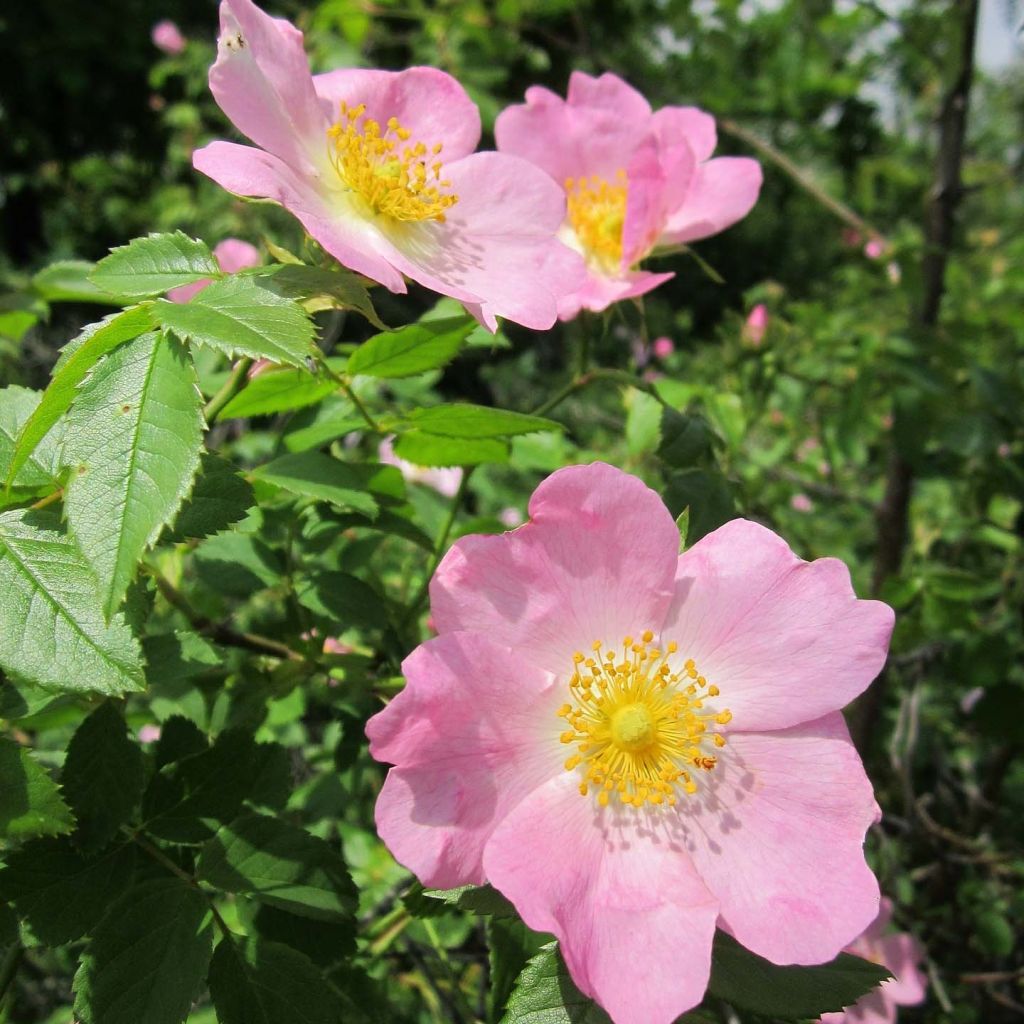Rosa canina - Hunds-Rose