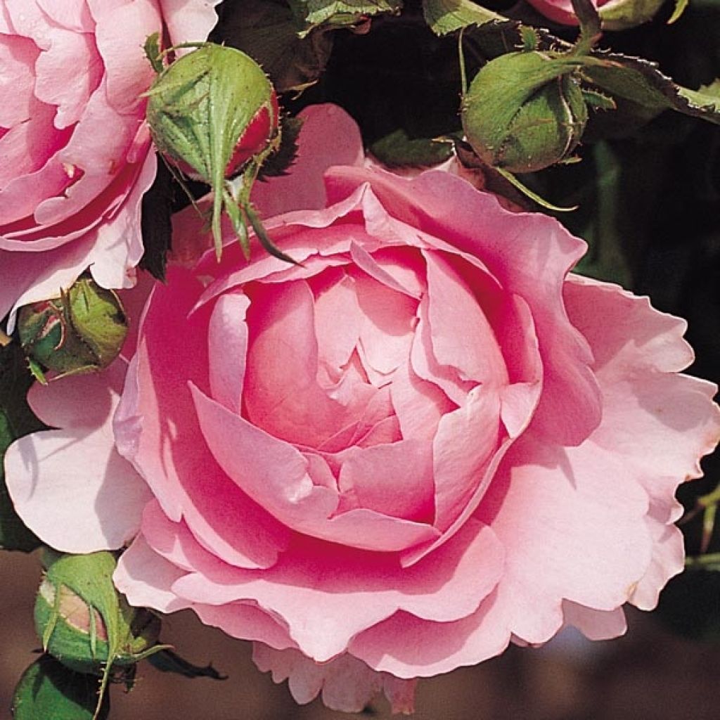 Rosa Generosa Chantal Mérieux - Guillot Rose