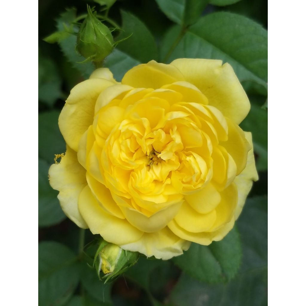 Rosa Anny Duperey - Beetrose