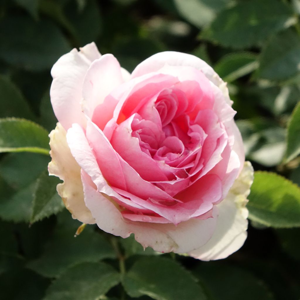 Rosa Sophia Romantica - Beetrose