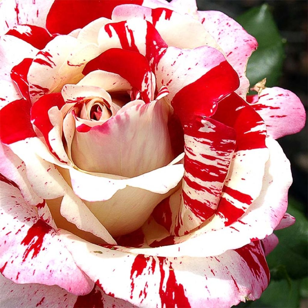 Rosa Coeur de Rockeur - Edelrose