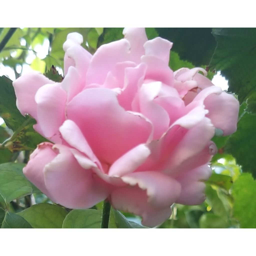 Rosa Frédéric Mistral - Edelrose