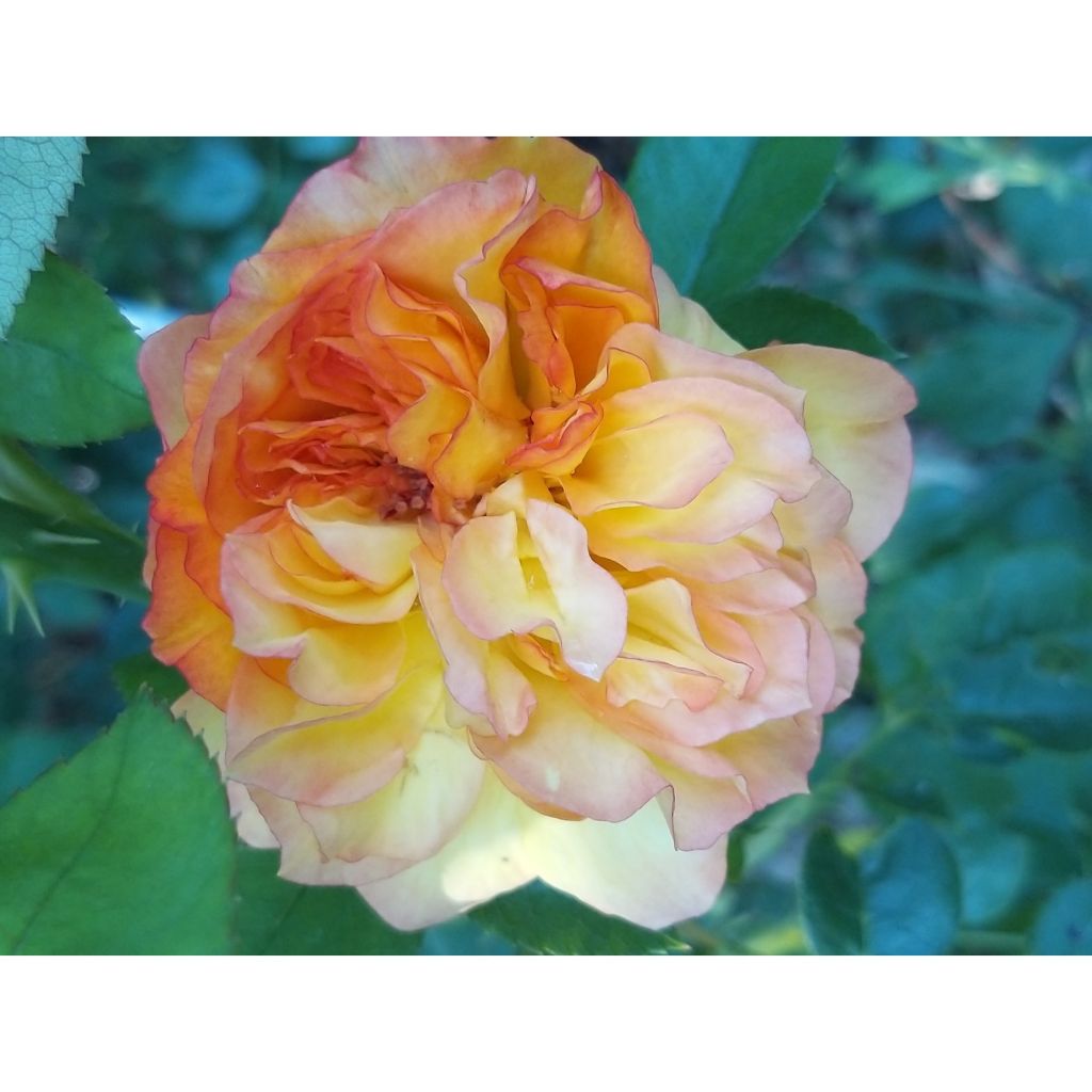 Rosa Henri Delbard - Edelrose