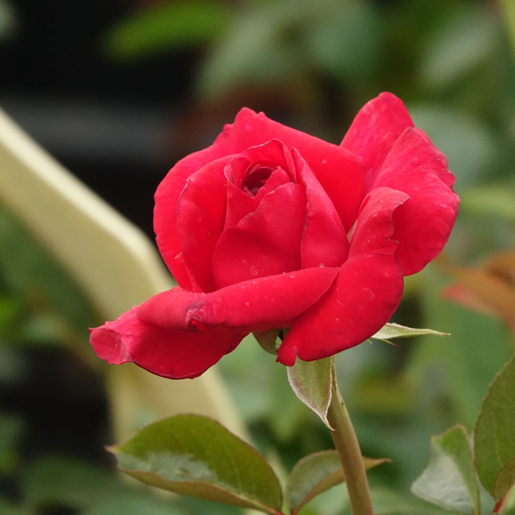 Rosa La rose Monsieur - Edelrose